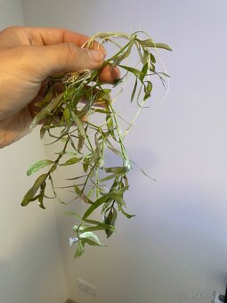 Prodej různých druhů akvarijních rostlin - 4