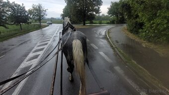 Predám ťažného Valacha 5 r - 4