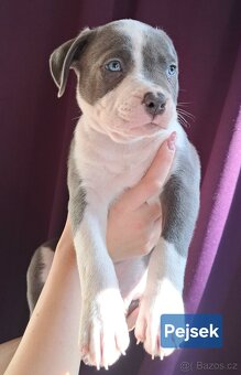 American Bully XL ŠTĚŇATA K ODBĚRU - 4