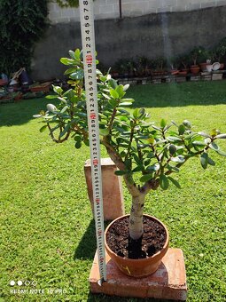 Tlustice (crassula ovata) - 4