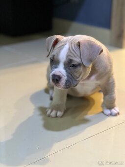 🐾 American Bully Pocket – štěňata na prodej 🐾 - 4