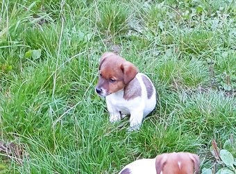 Jack russell terier krásná hnědobílá fenka na odběr - 4