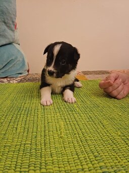 Štěňata bordercolie kříženci - 4