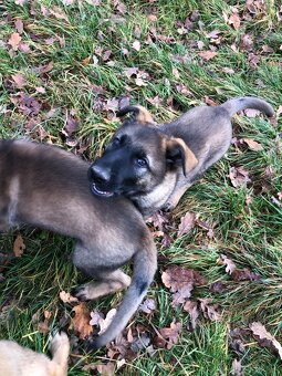 Stenata německého ovcaka - 4