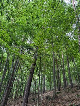 Prodám lesní pozemky v k.ú. Bohutín nad Moravou - 4