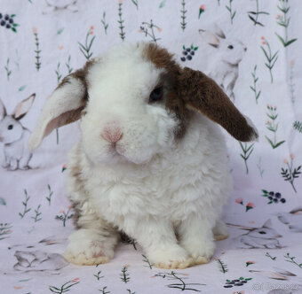 Zakrslý rex beránek maličký sameček - 4