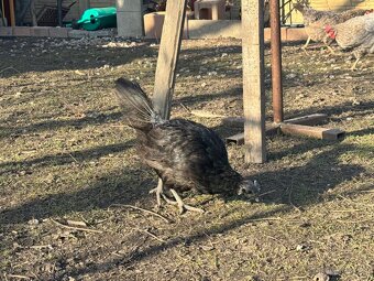 Slepice AYAM CEMANI - 4