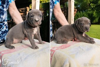 American bully XL - 4