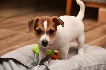 Jack Russell Terrier fena - 4