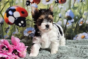 Biewer terrier fenka s PP - 4