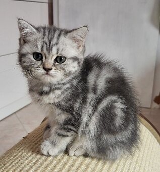 Britská koťátka WHISKAS - 4