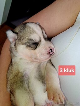 Sibiřský husky - štěňata - 4