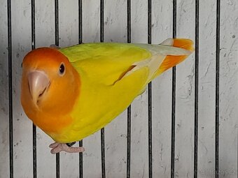 Agapornis růžohrdlý - 4