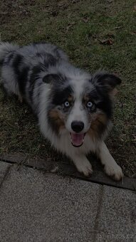 borderkolie blue merle - krytí - 4