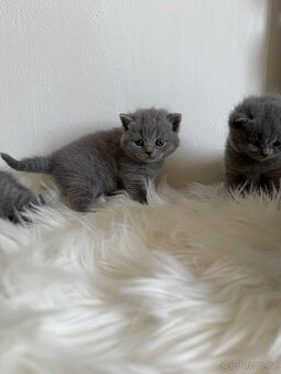 Naše první britská gaučácká koťátka 🐾💙 - 4