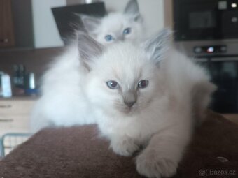 Ragdoll - 4