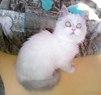 Britský kocourek colorpoint s PP - 4