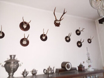 Trofeje, srnčí parůžky - 4