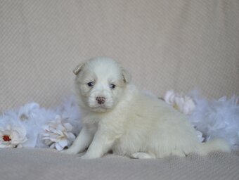 Border kolie s PP - úžasní kluci - 4