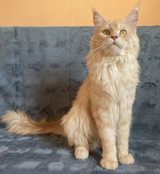 Kocourek s PP - Mainská mývalí - 4