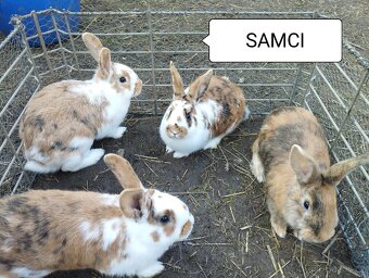 Králíci-otec Dalmatinský rex - 4