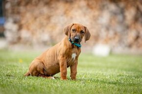 Rhodeský Ridgeback - štěňátka s PP - 4