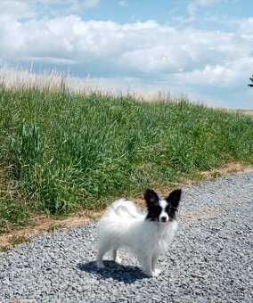 Papillon s PP - 4