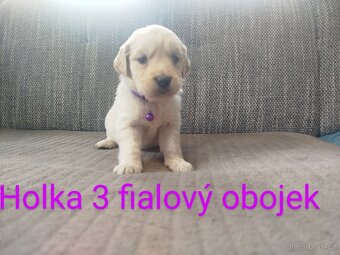 Zlatý retrívr / retriever - 4
