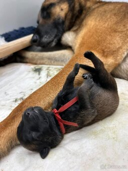 Štěňata Belgický ovčák malinois s PP - pracovní spojení - 4