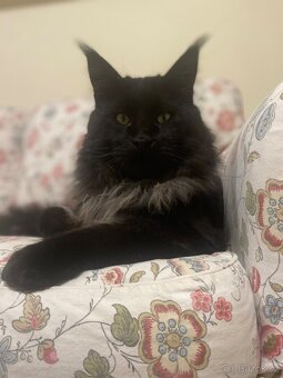 Maine coon kitten - 4