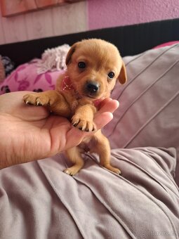 Stěně Pinč X Jack Russell - 4