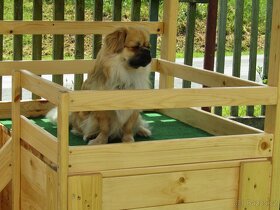 Tibetský španěl s PP ke krytí - 4