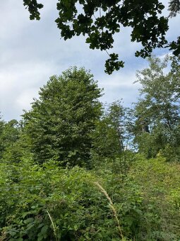 Prodej lesních pozemků v k.ú. Kočín - 4