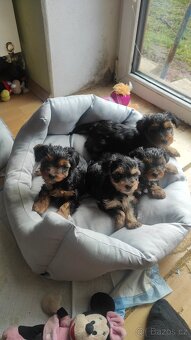 Yorkšírský teriér - 4