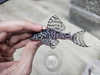 L 236 Super White - chovné páry - 4