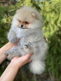 Pomeranian MINI Chlapeček PP FCI - 4