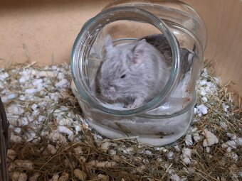 Osmak degu - 4