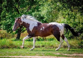 připouštění kvalitnimi plemeníky PAINT HORSE-HOMOZYGOT - 4