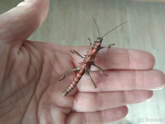 Strašilky Tissamenus sp Palaui - 4