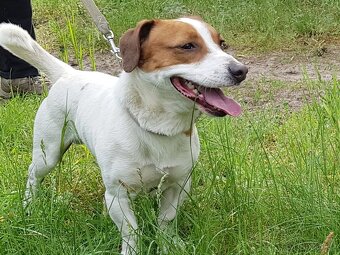 MAX K ADOPCI - AKUTNÍ, JRT, mazel pro zkušené - 4