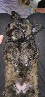 Nabízíme k prodeji dvě štěňata ( pejsky ) - 4