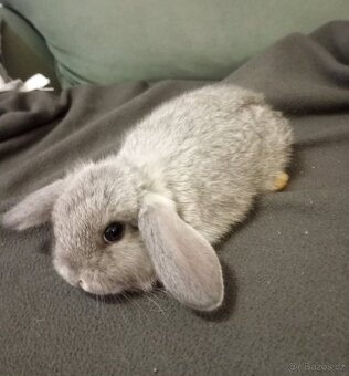 Zakrslý beránek králíček - 4