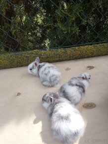 Králíčata zakrslých králíků - 4
