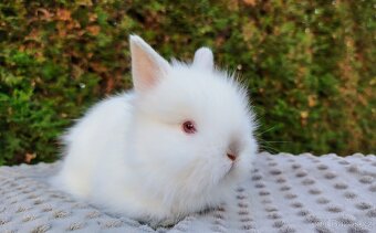 Zakrslý králík, králíček - (TEDDY)- HERBERT A HEIDY - 4