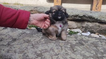 štěňátka tibetský španěl - 4