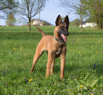 Belgický ovčák malinois - skvělá fena - 4
