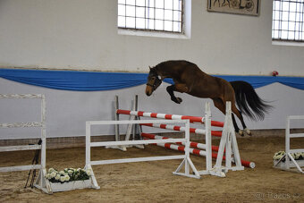 Připouštění hřebecem ČSP Český sportovní pony 141cm plavák - 4