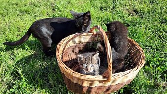 Černý kocourek - daruji kotě - 4