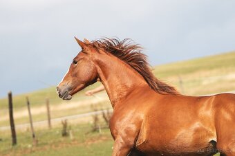 Klisna sportovního knabstruppera - 4