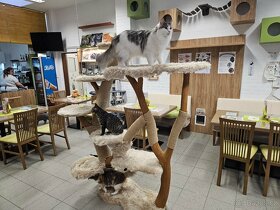 LUXUSNÍ kočičí stromy - 4